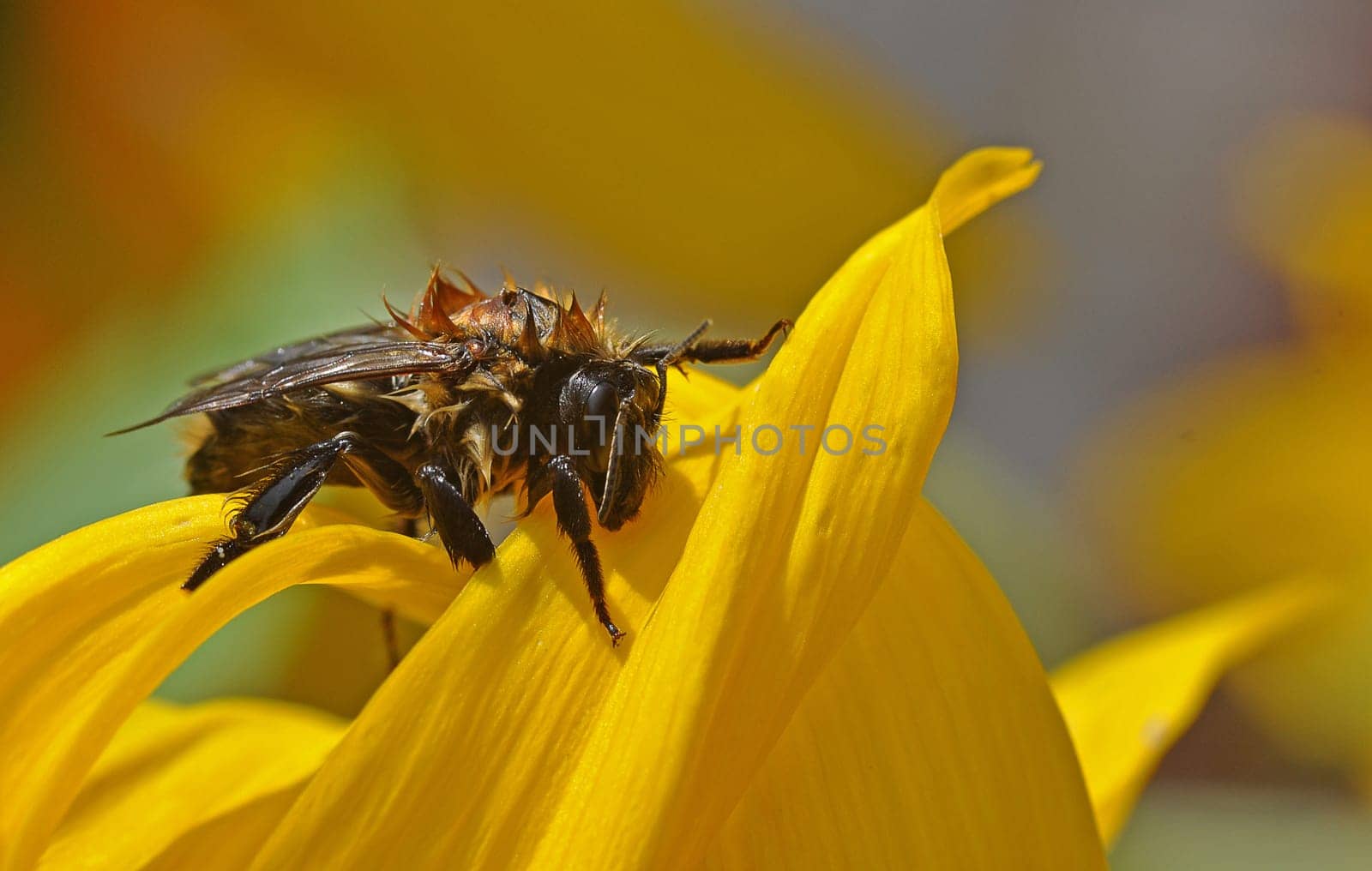 Wasp