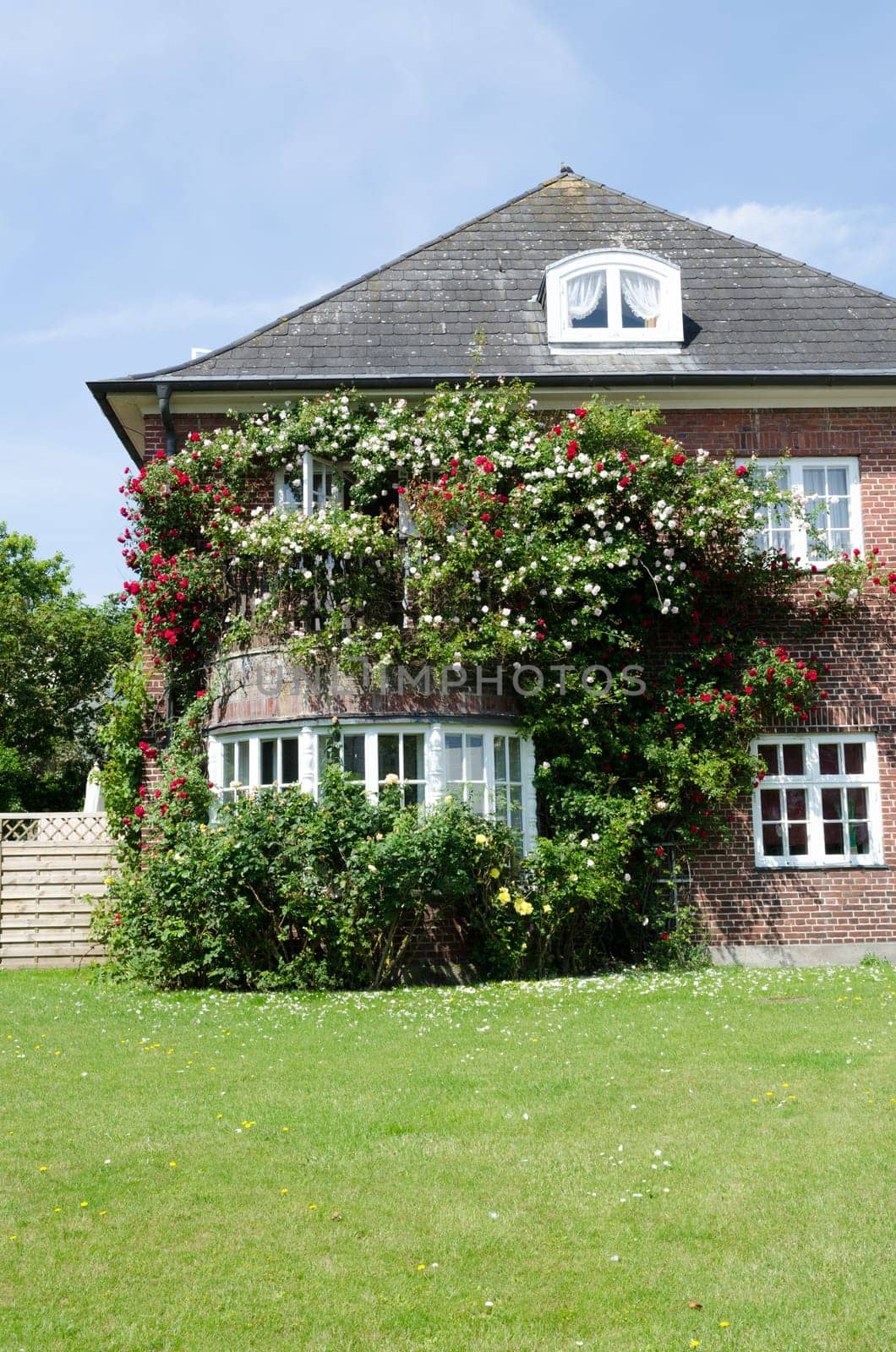 Roses on a house