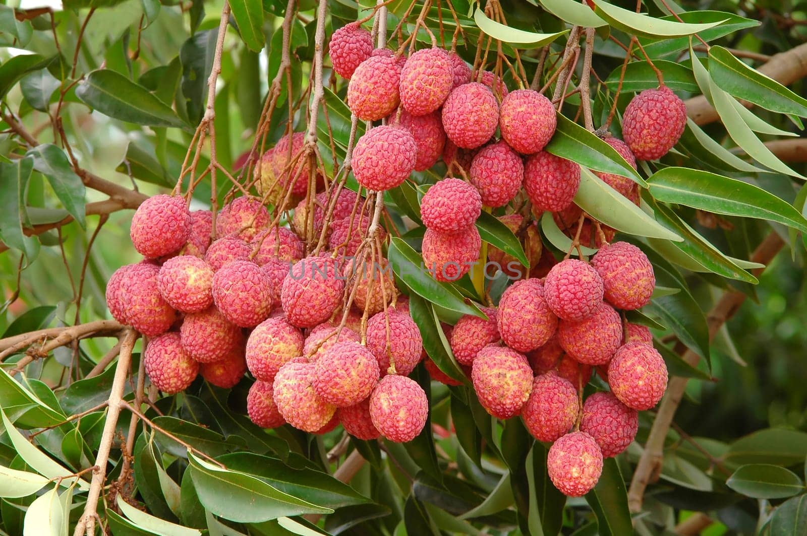 lychee on tree