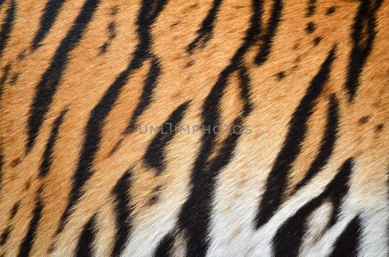 texture of real tiger skin