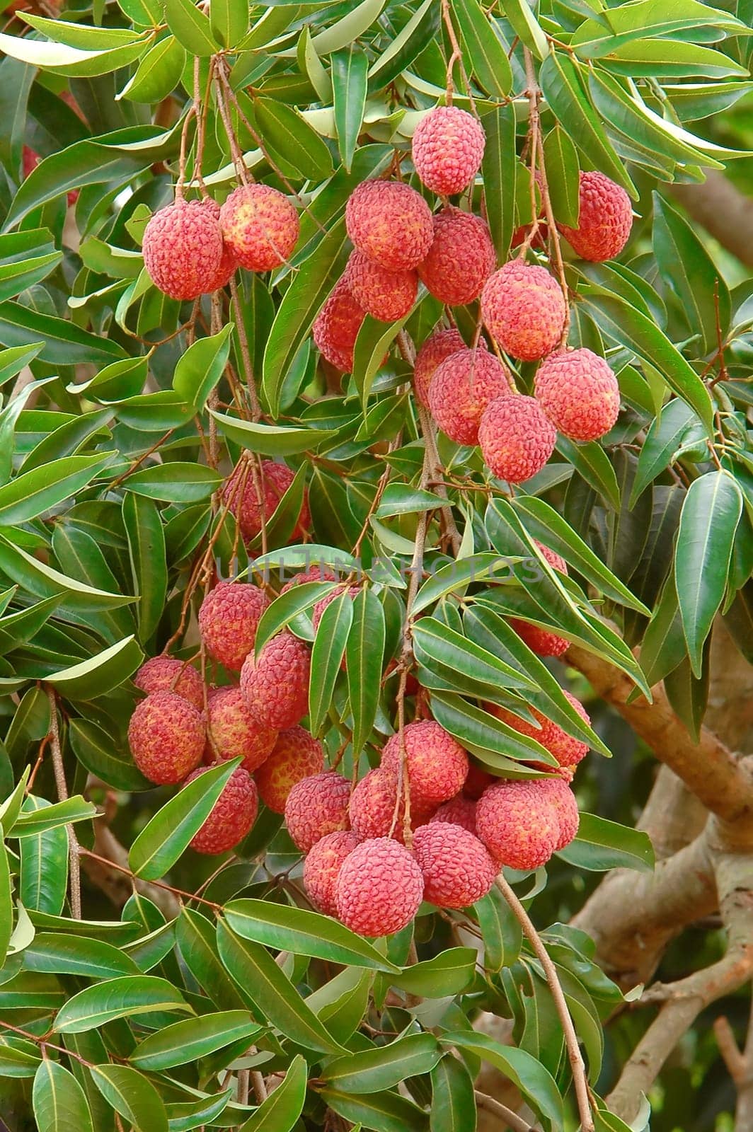 lychee on tree
