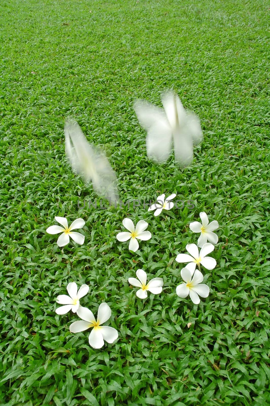 plumeria on green grass