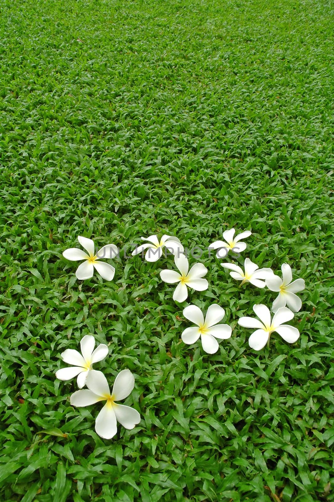 plumeria on green grass
