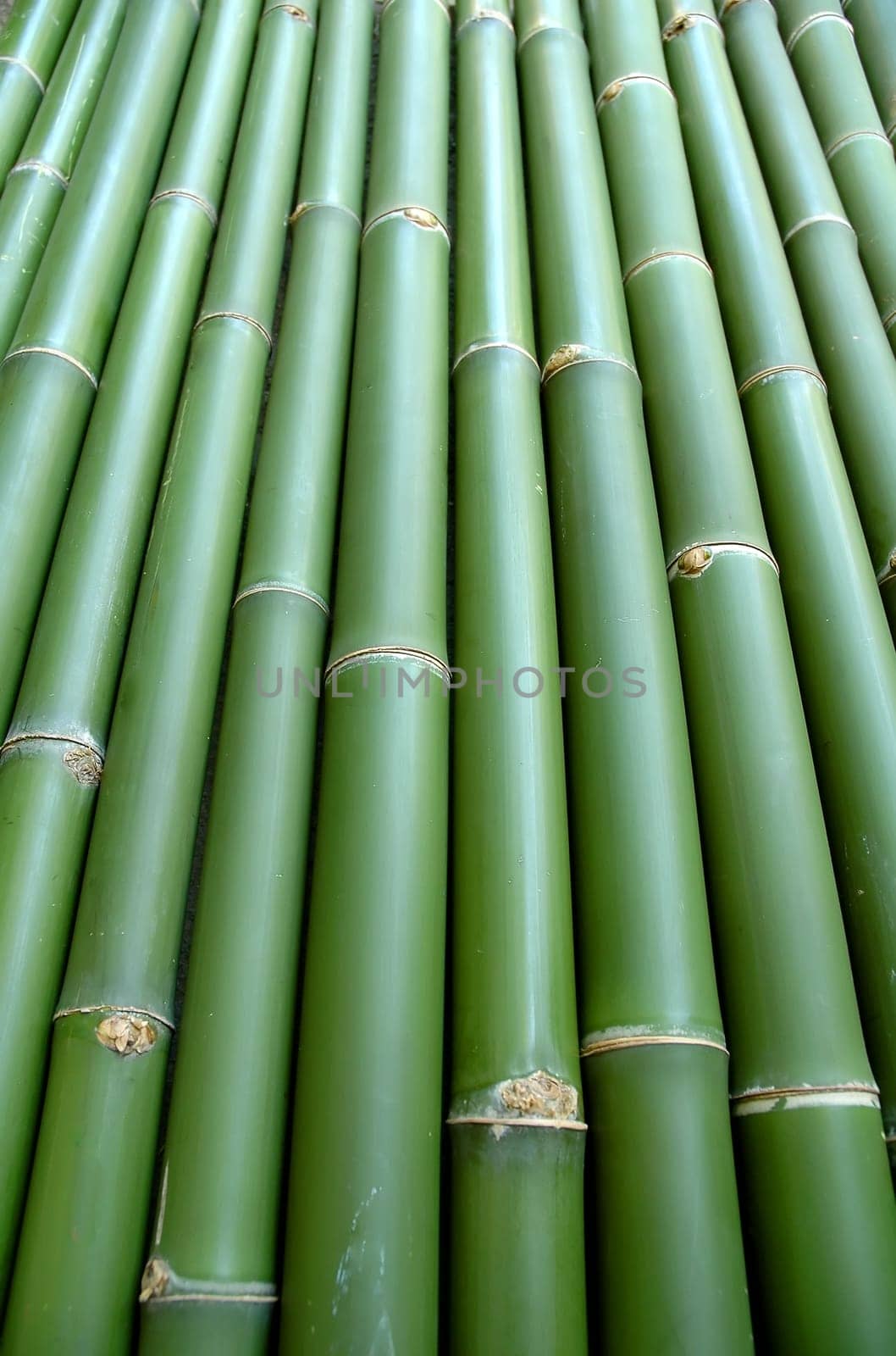 bamboo