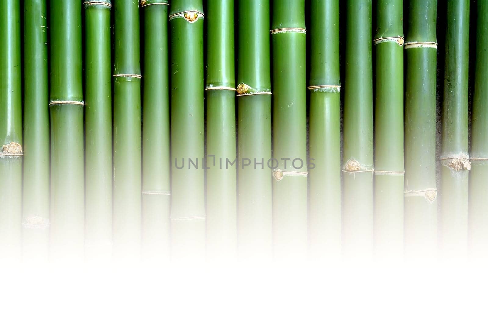 bamboo
