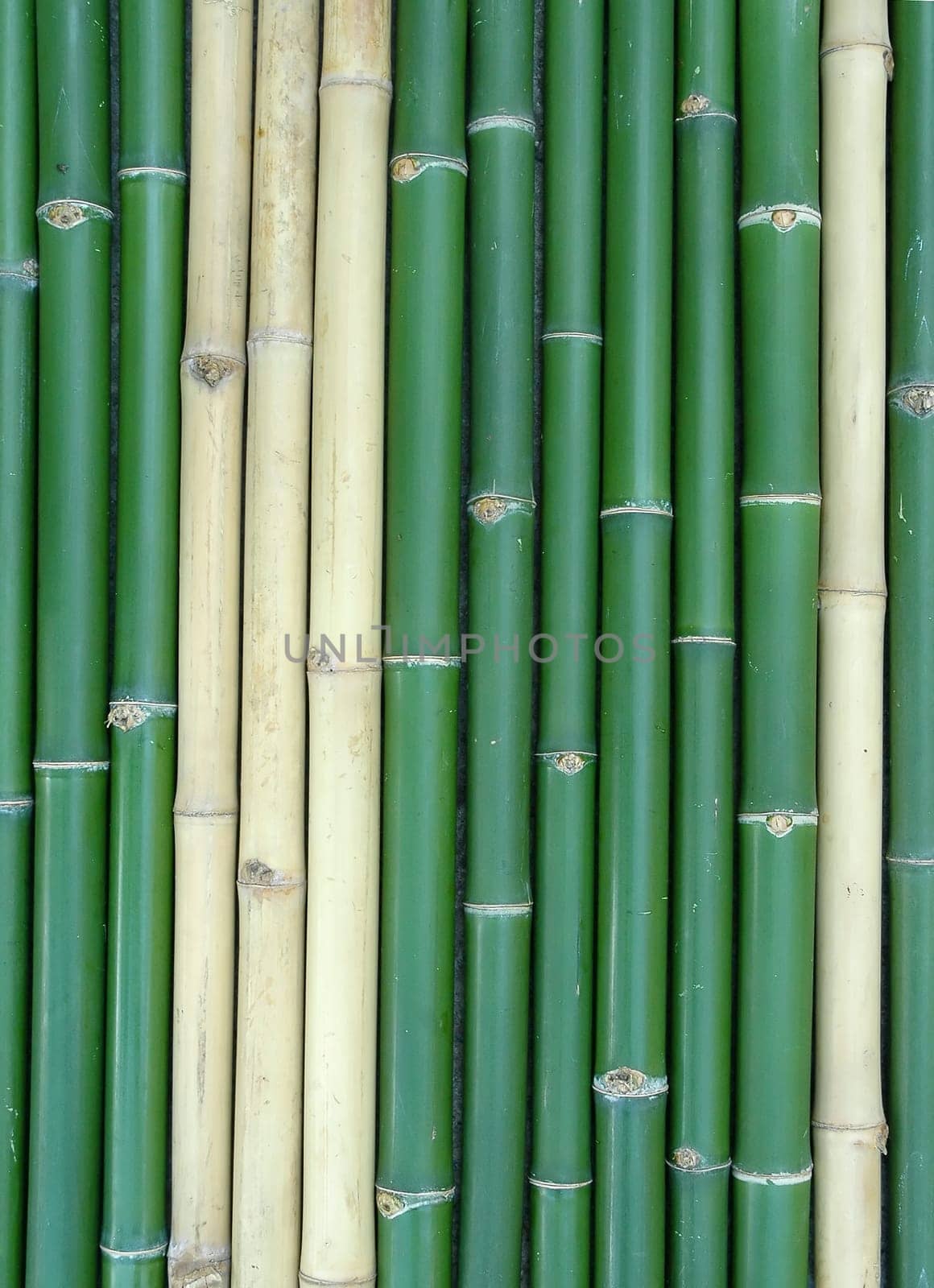 bamboo