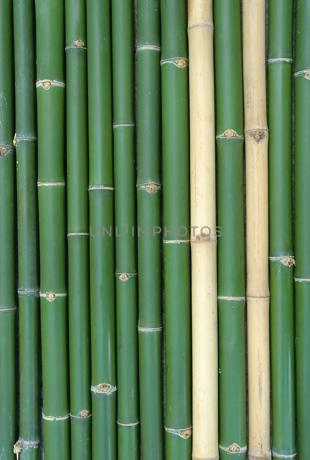 bamboo