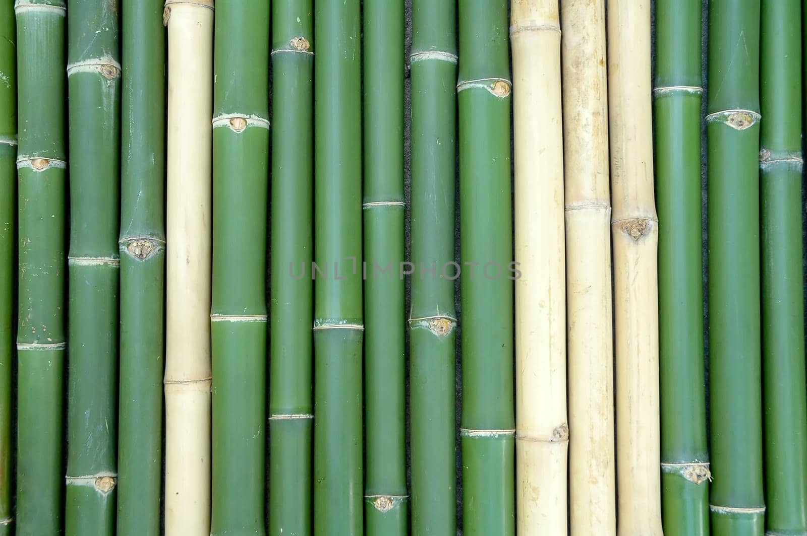 bamboo