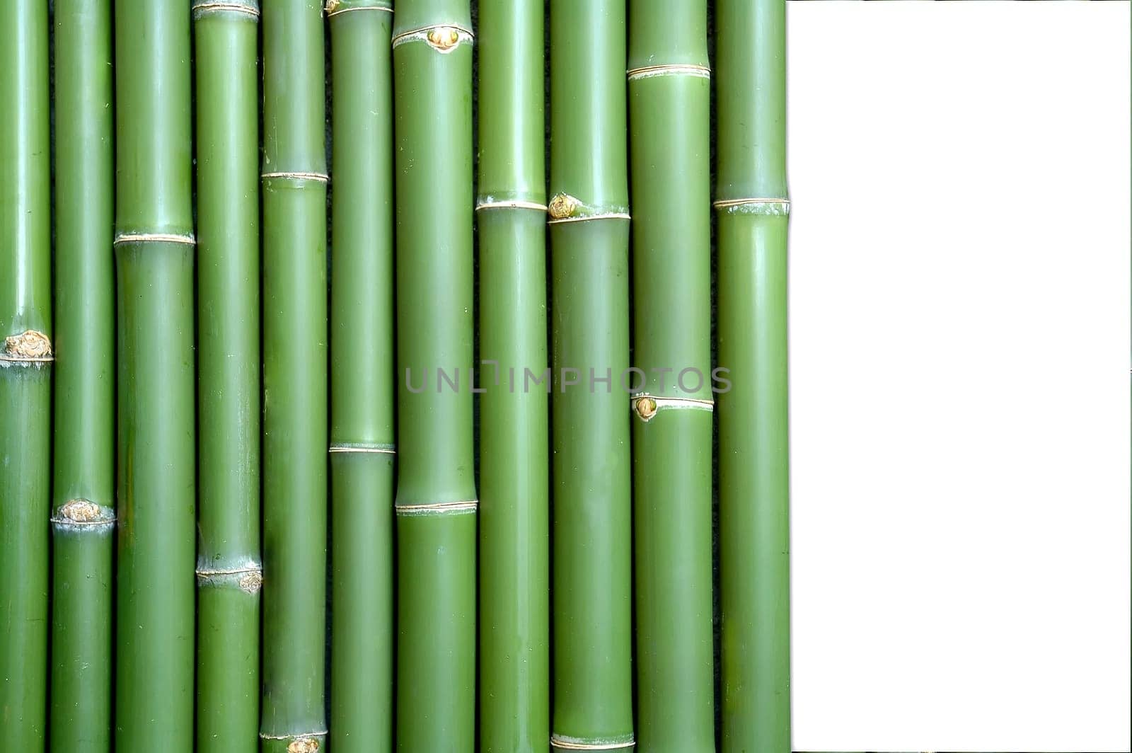 bamboo