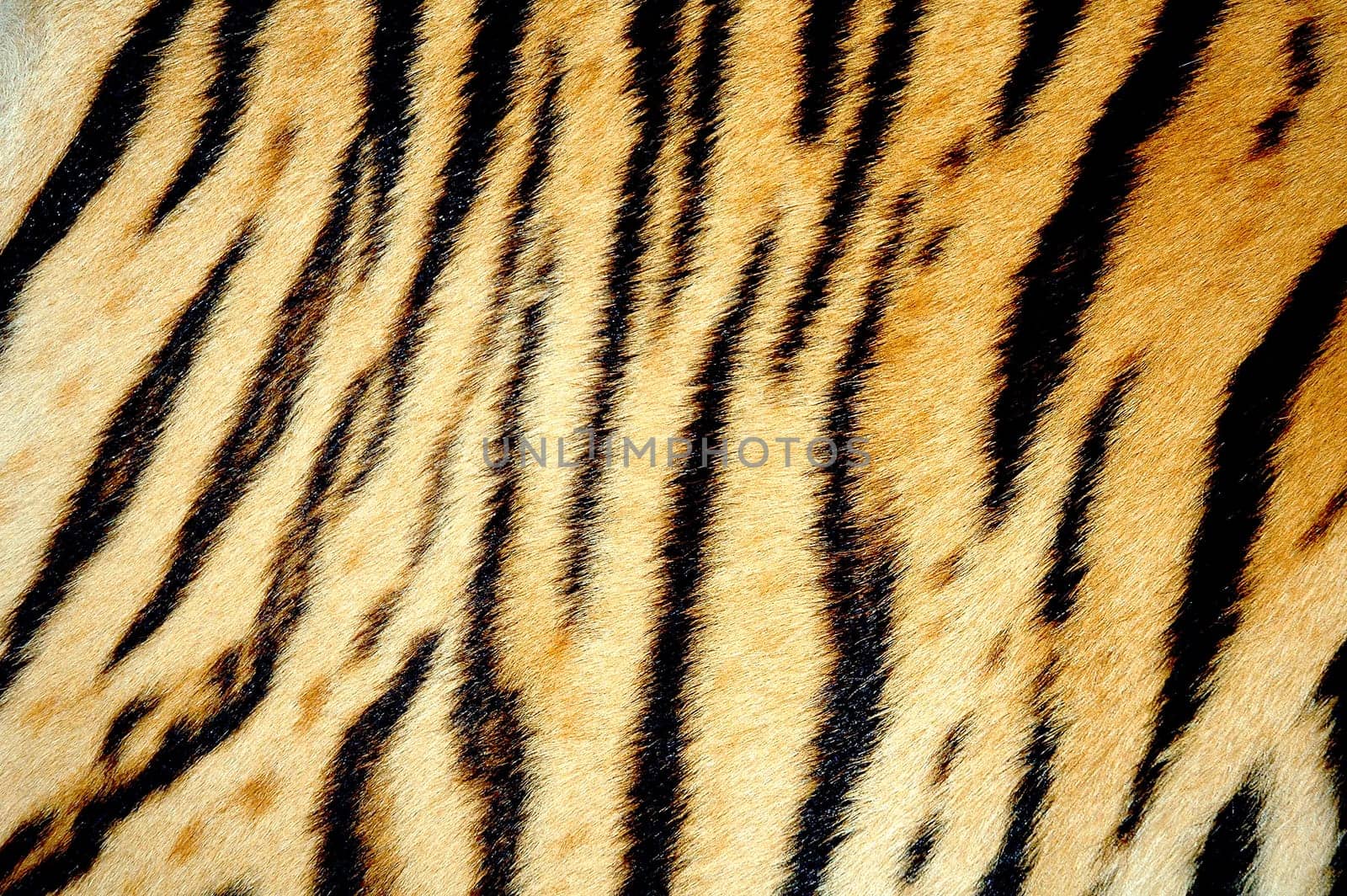 texture of real tiger skin