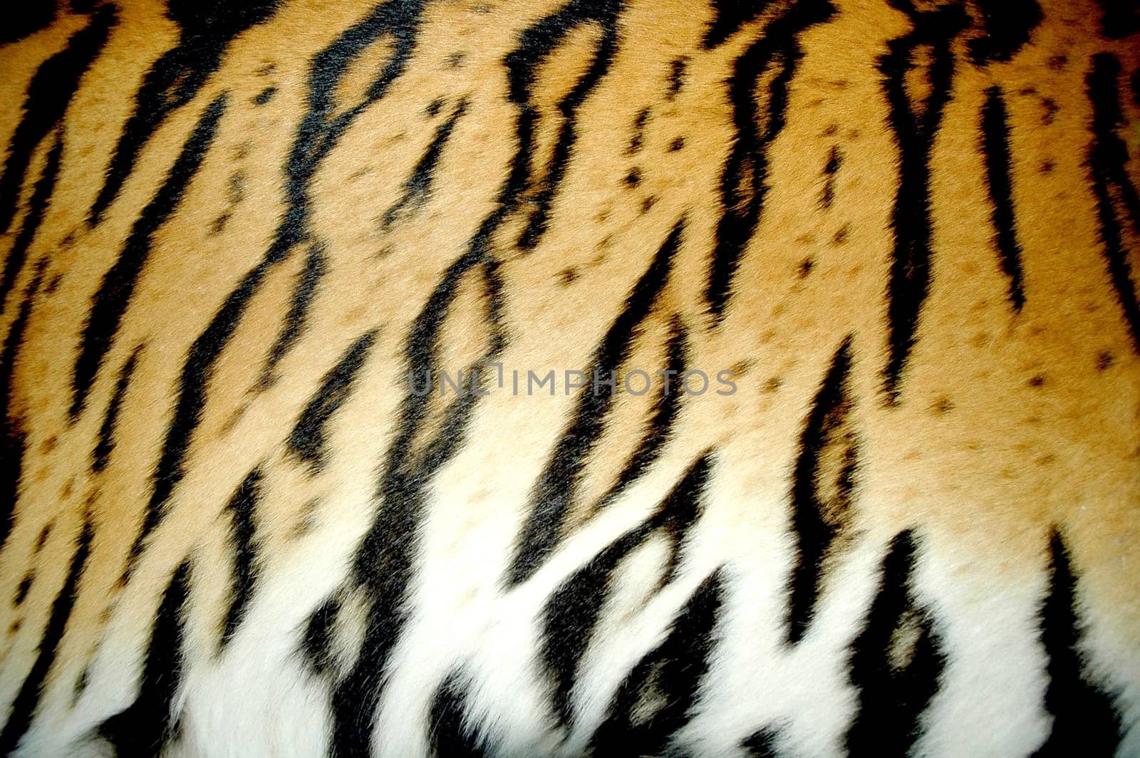 texture of real tiger skin