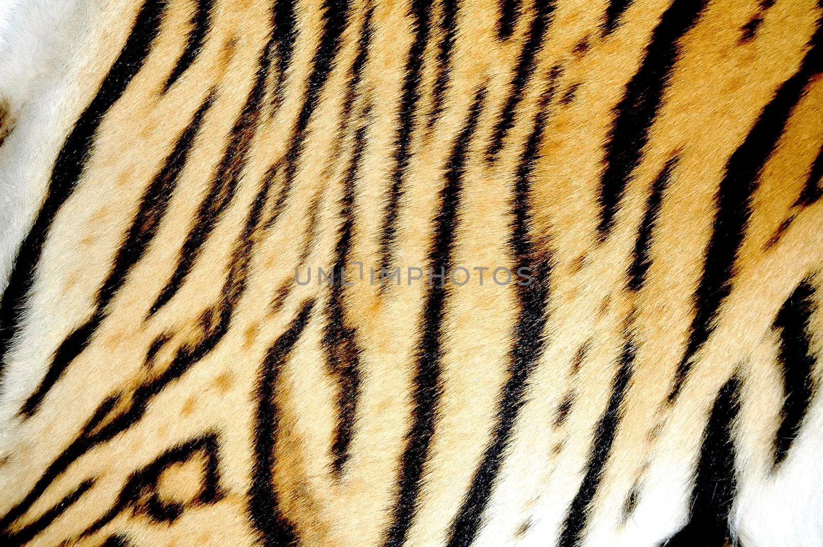 texture of real tiger skin