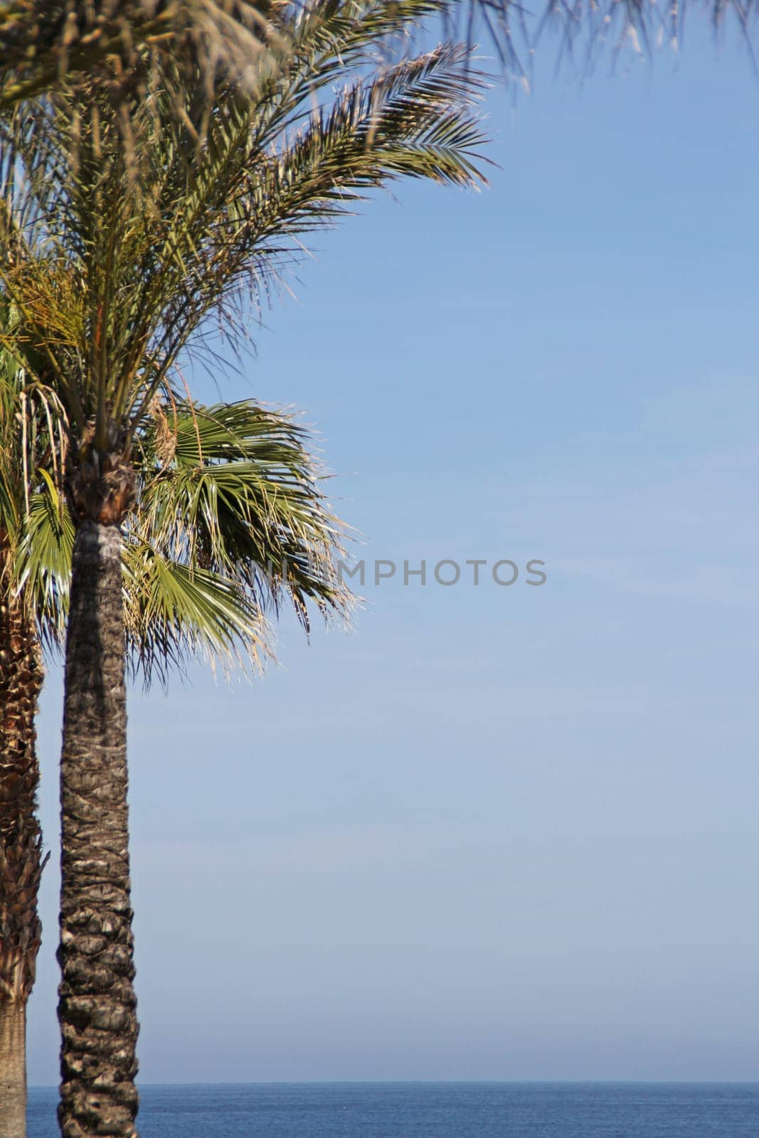 Palm tree by the sea