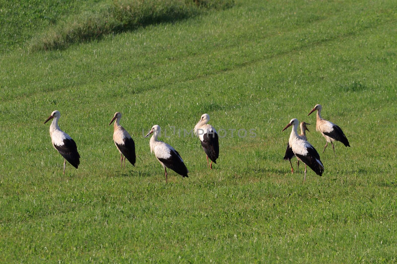 Conference of Storks