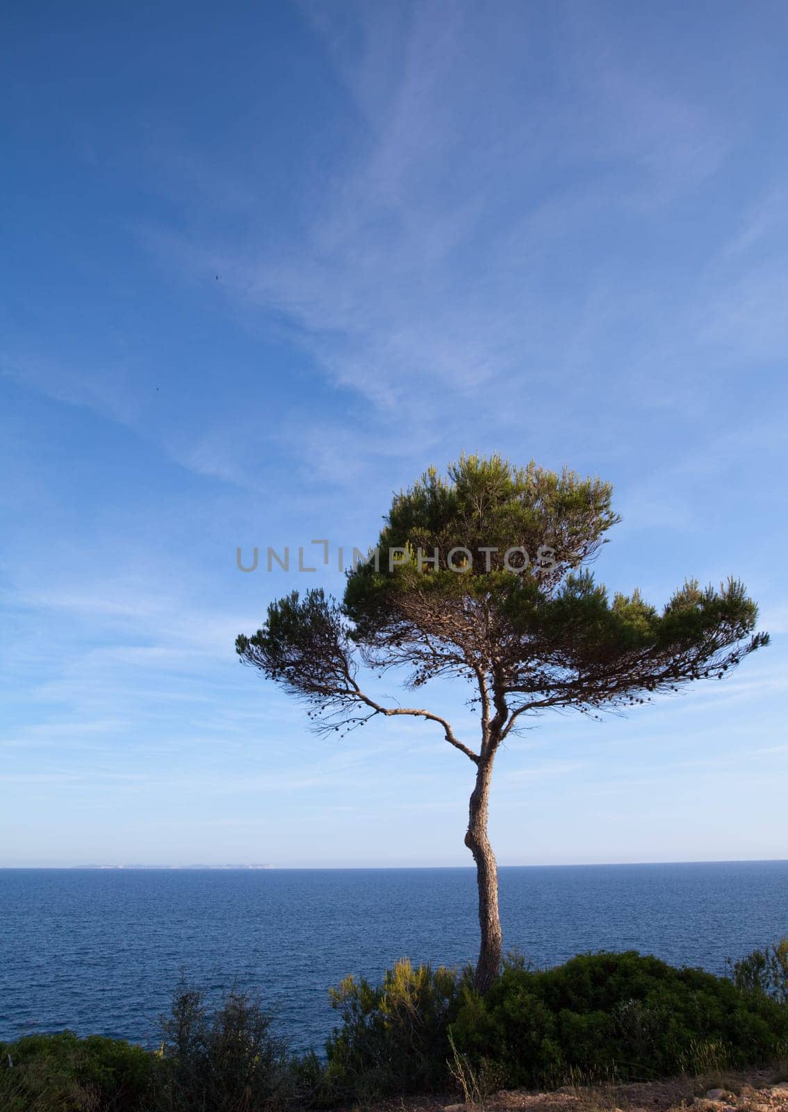 Tree at Cala Pi