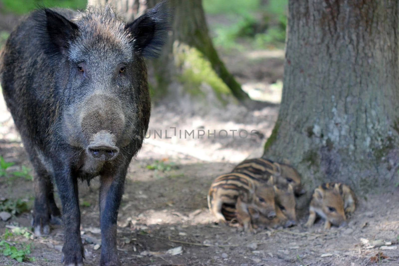 Bache guards her newborn youngsters