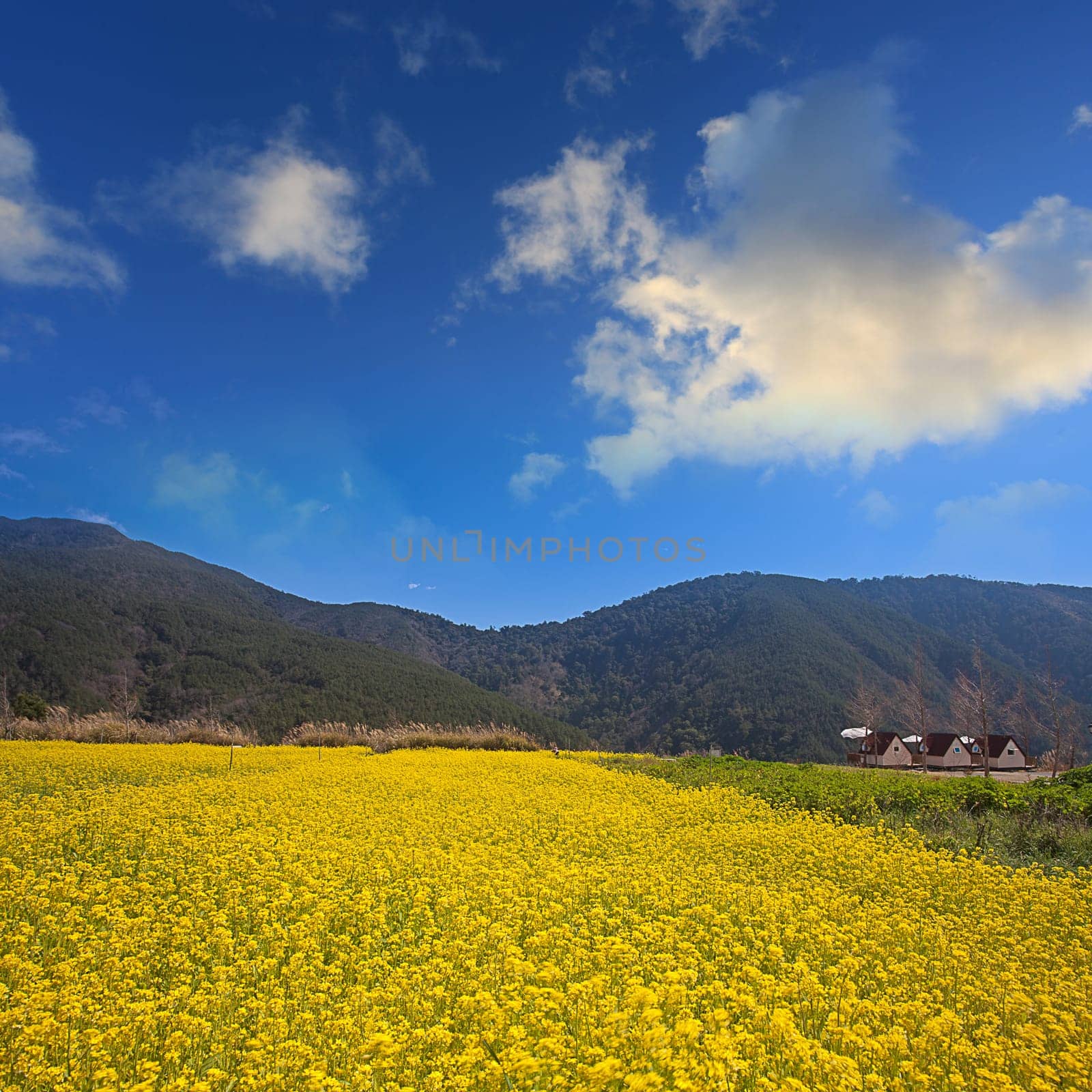 Beautiful summer landscape in the mountains