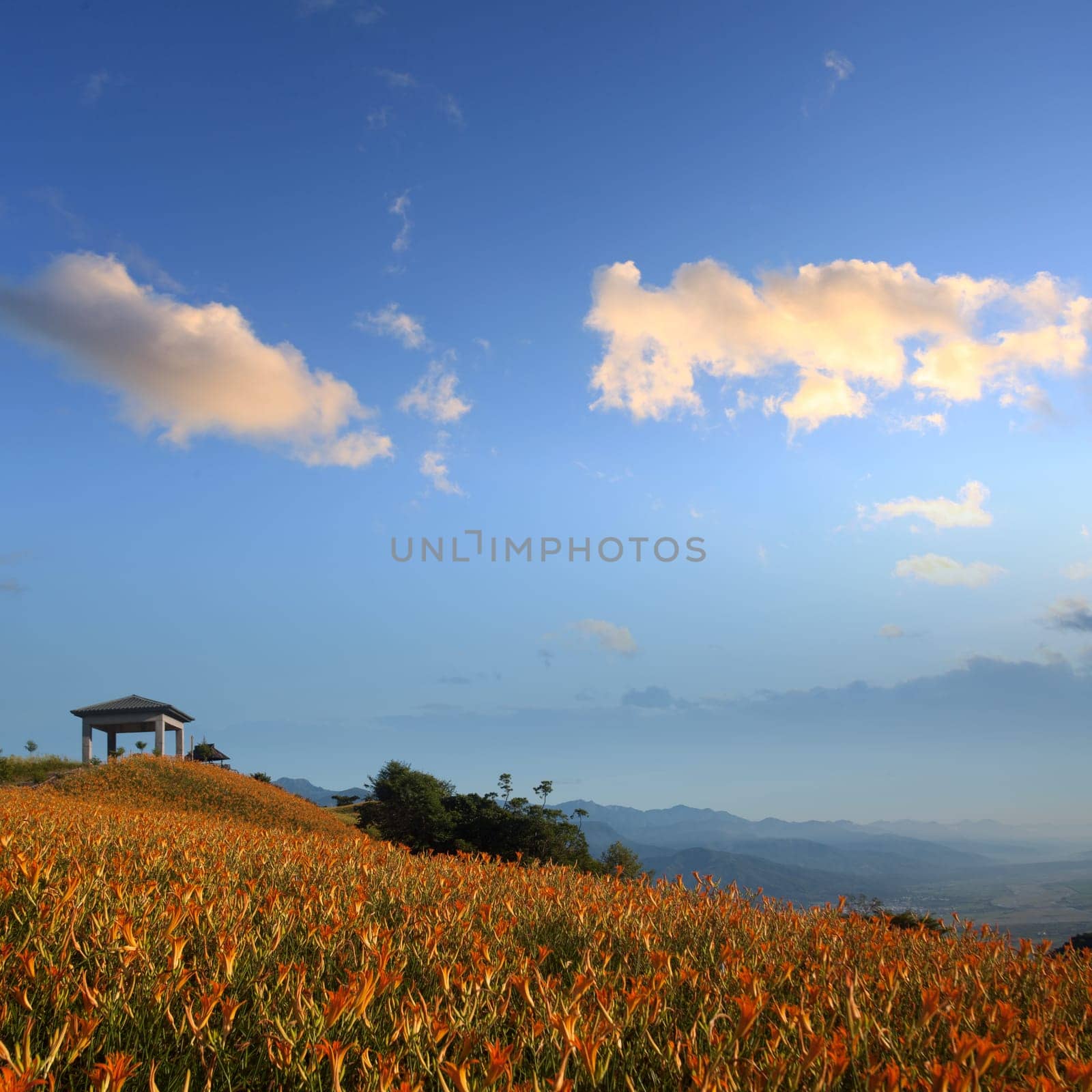 Daylily flower at sixty Stone Mountain in Taiwan Hualien festival