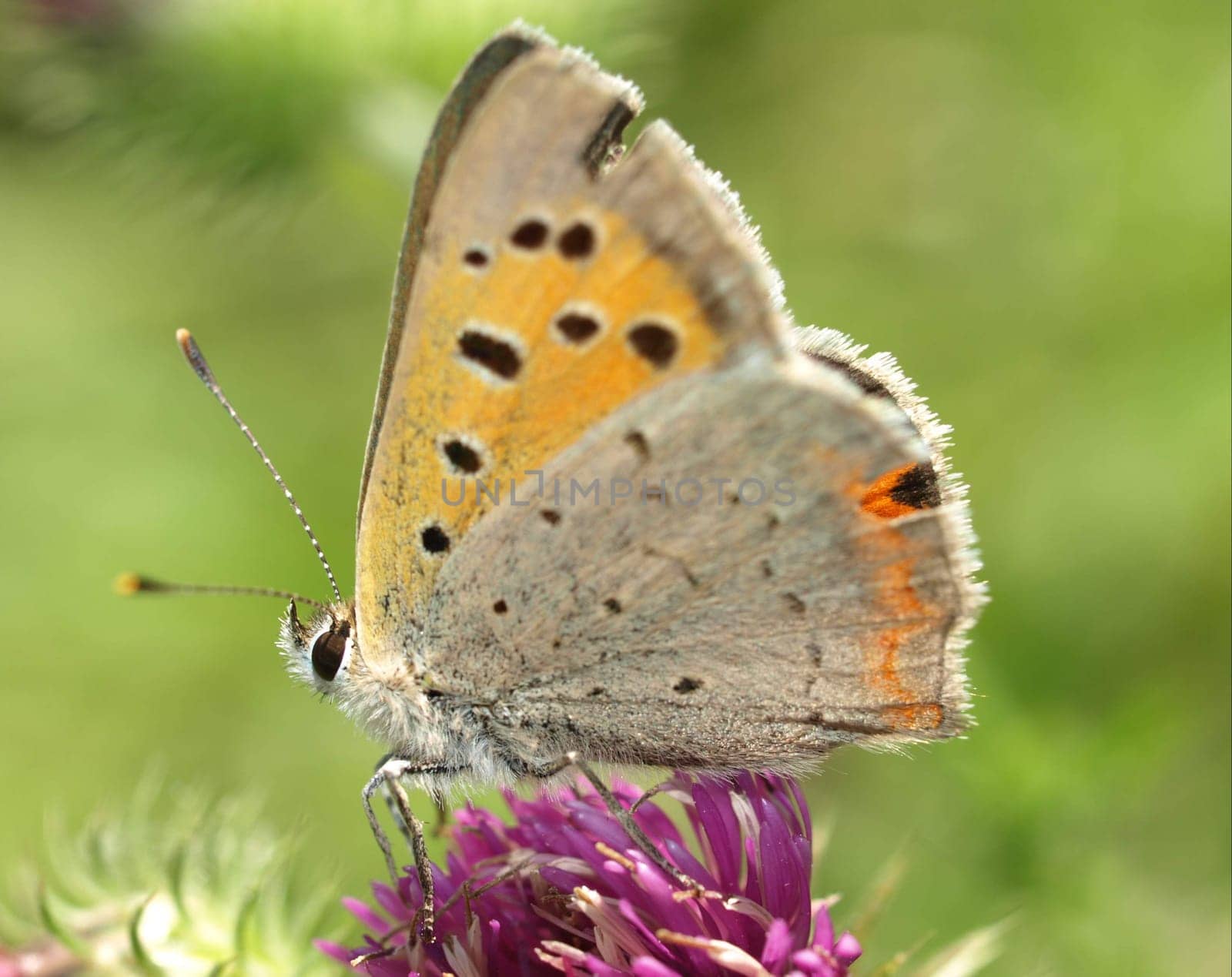 Small copper