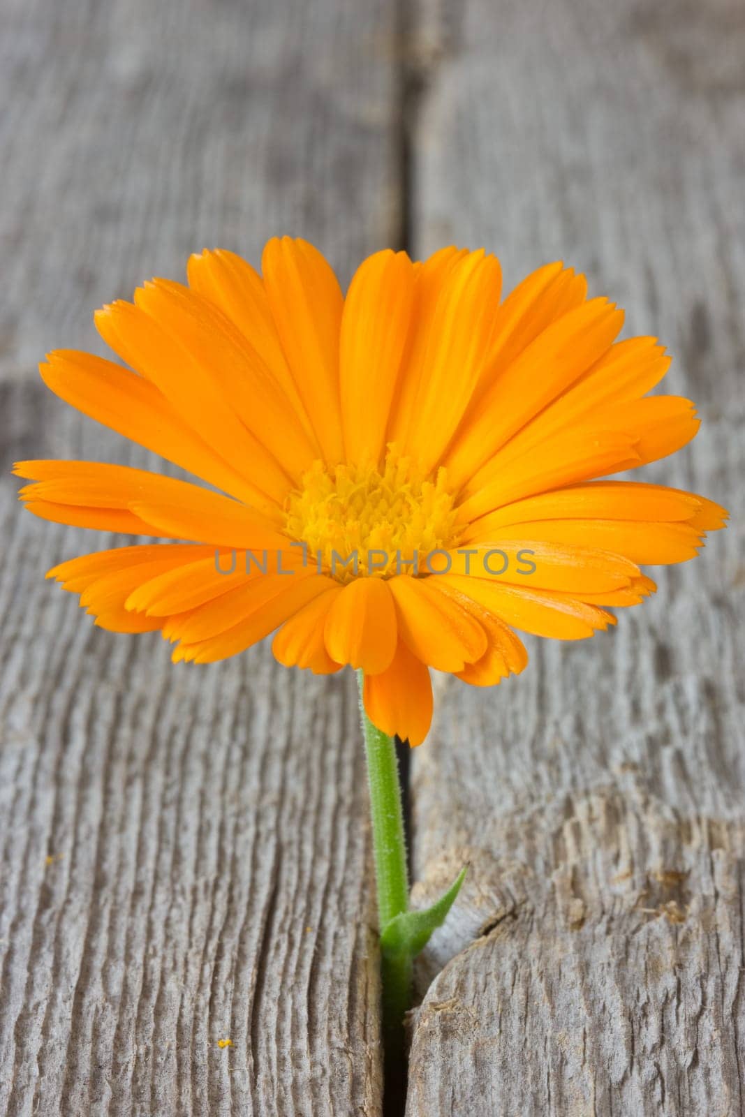 Beautiful flower growing on crack in old wood floor