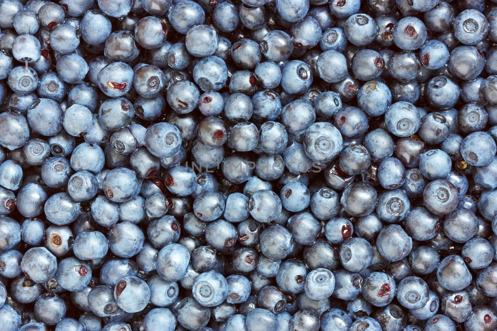 Close-up of  freshly picked blueberries filling the frame