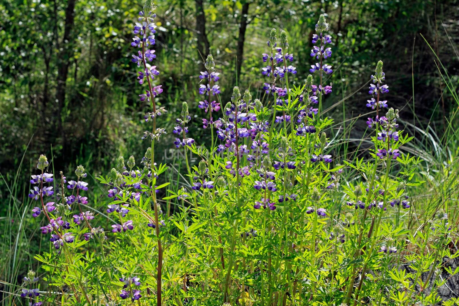 Wild lupine flowers grow in a beautiful shade of purple in the woods along the Oregon side of the Columbia River on a sunny day in spring.