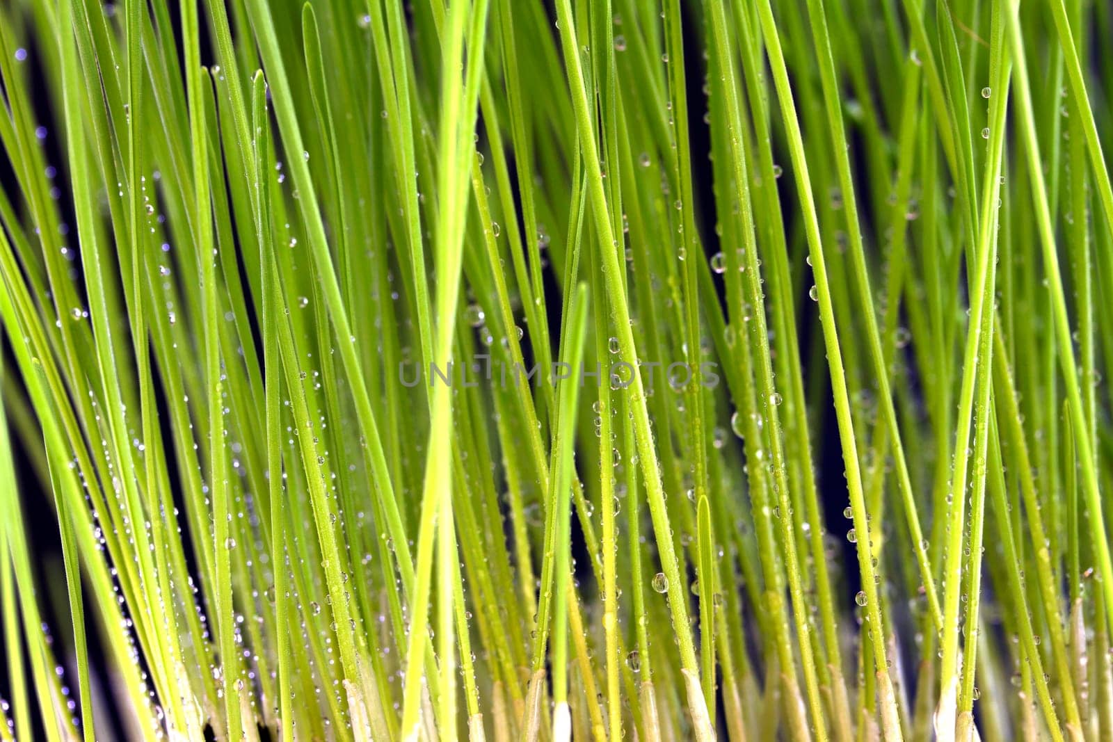 Cat grass