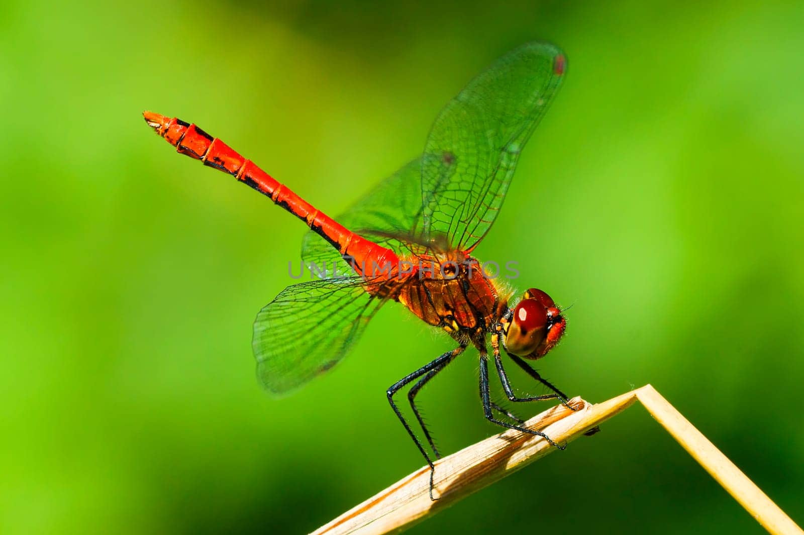 blutrote heidelibelle sympetrum sanguineum