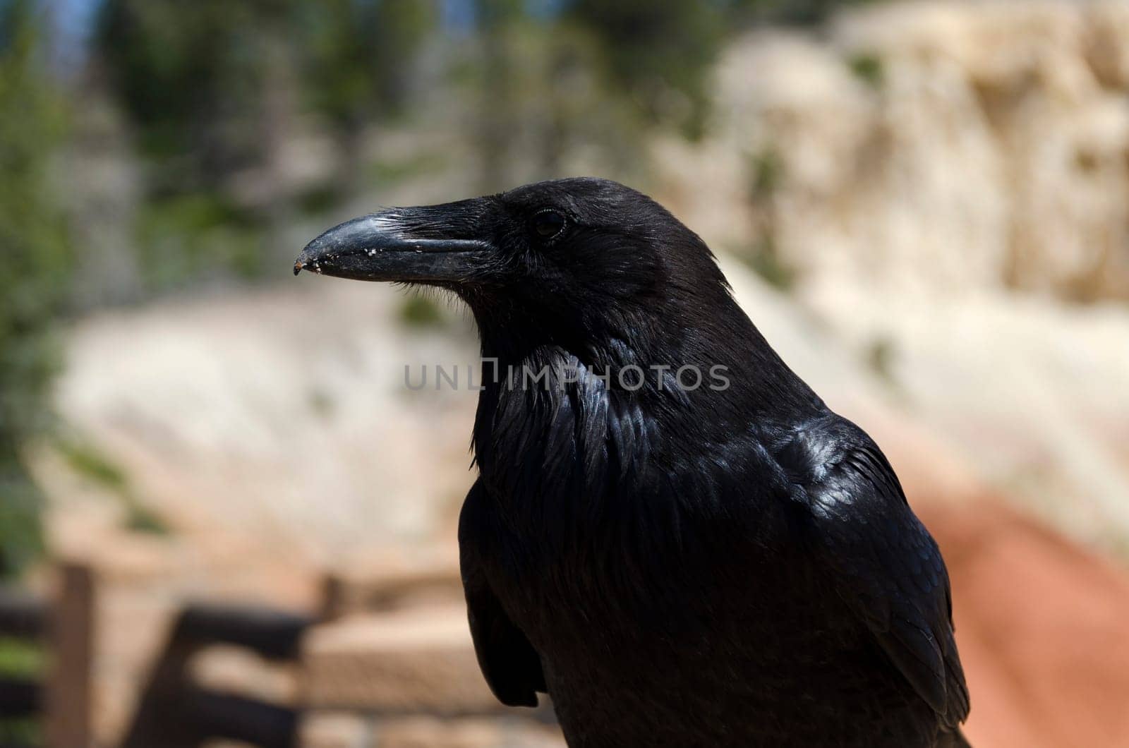 crow in Bryce Canyon National Park