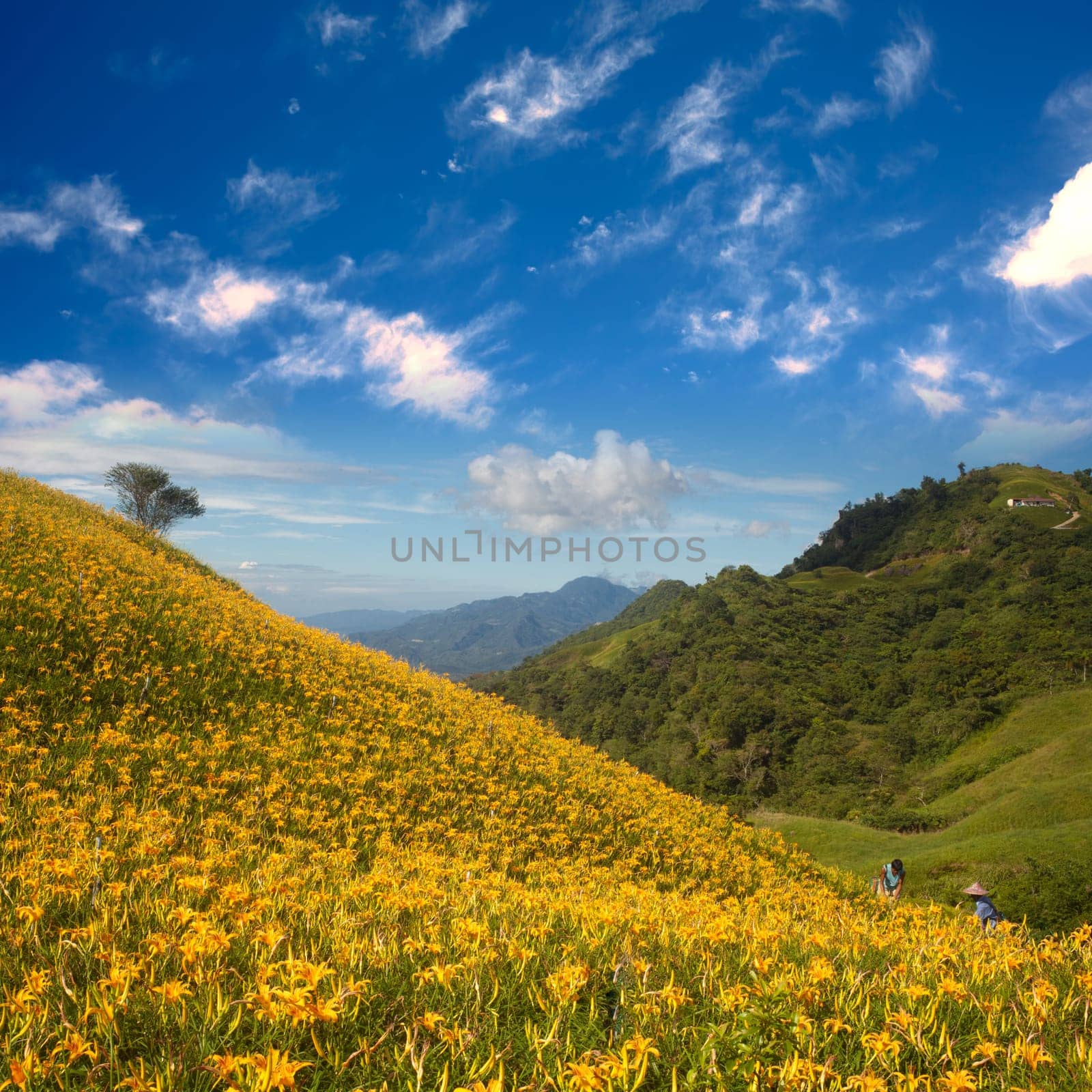 daylily field in the mountain with beautiful cloudscape background