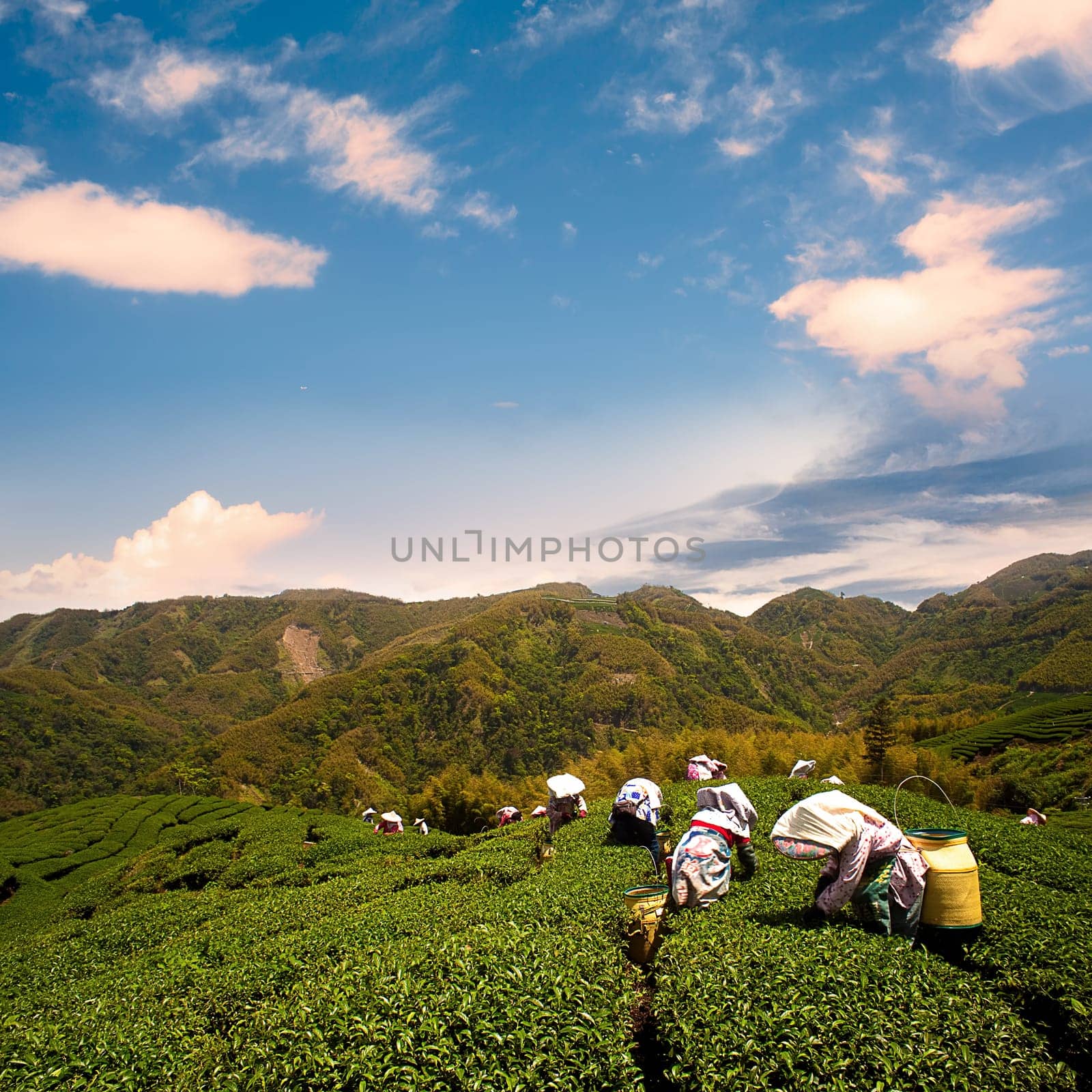 Ba Gua Tea garden in mid of Taiwan, This is the very famous area known for hand-picking of tea