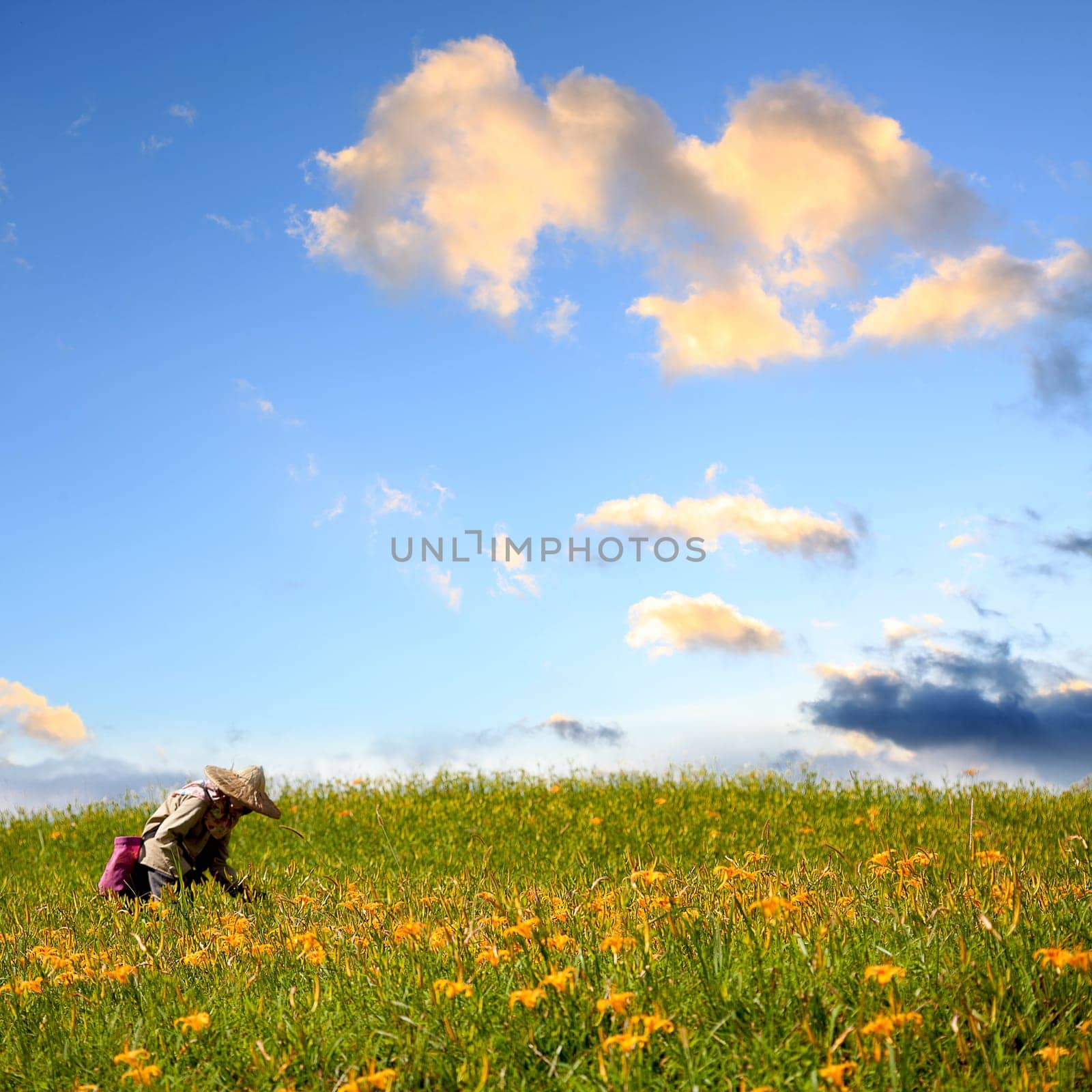 daylily field in the mountain with beautiful cloudscape background