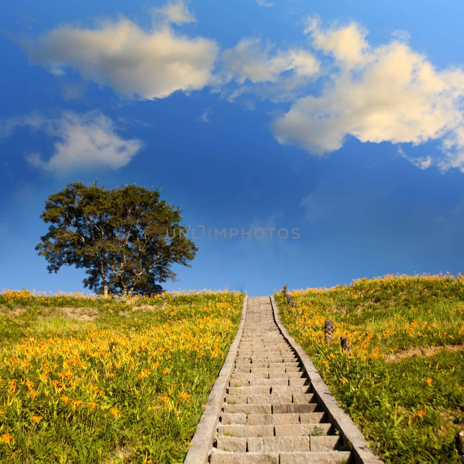 daylily field in the mountain with beautiful cloudscape background
