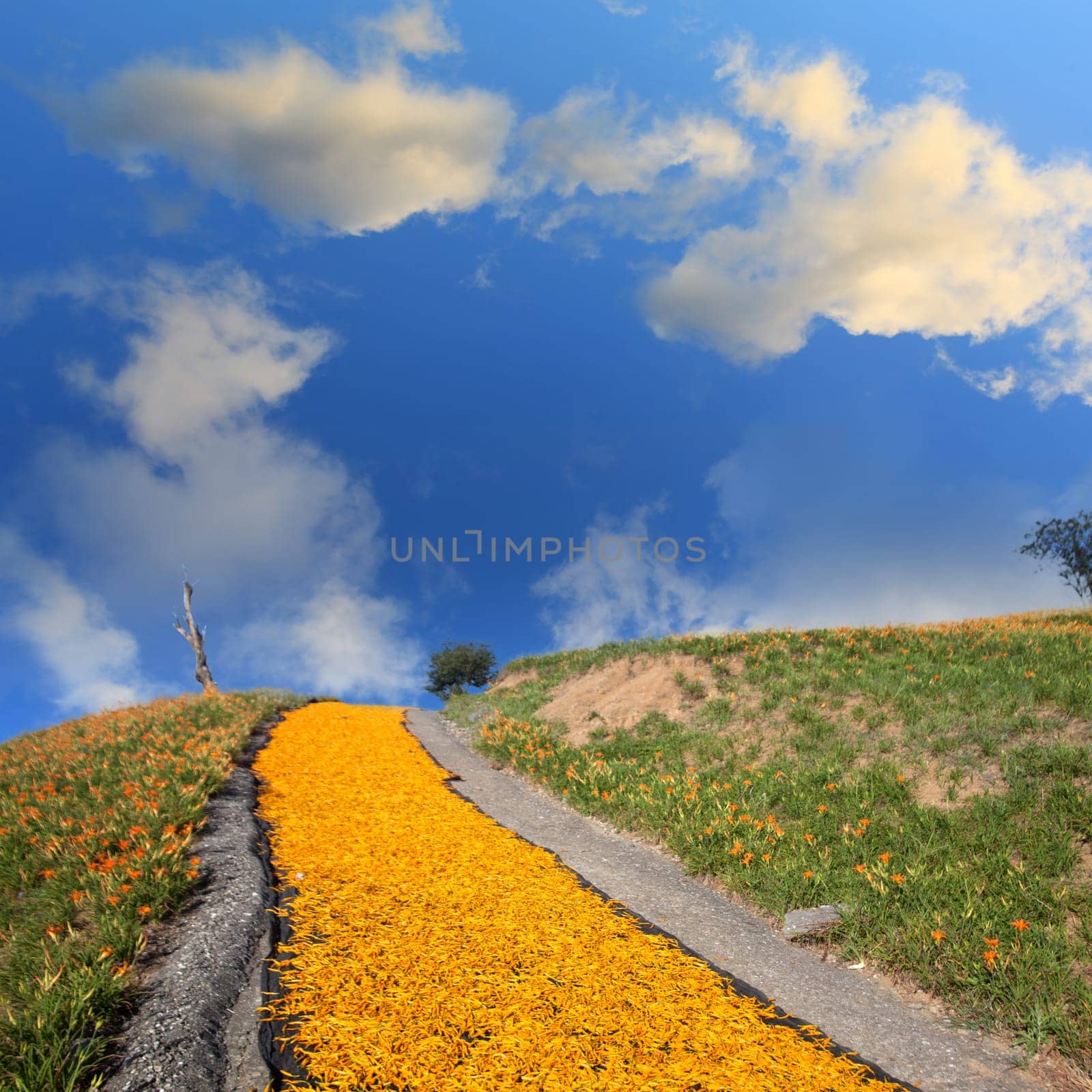 daylily field in the mountain with beautiful cloudscape background