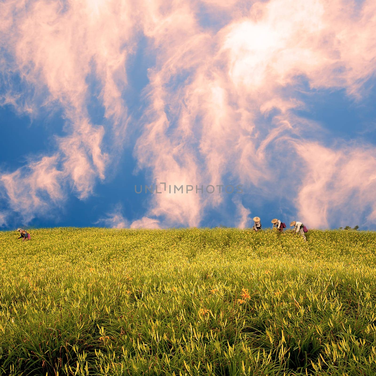 daylily field in the mountain with beautiful cloudscape background