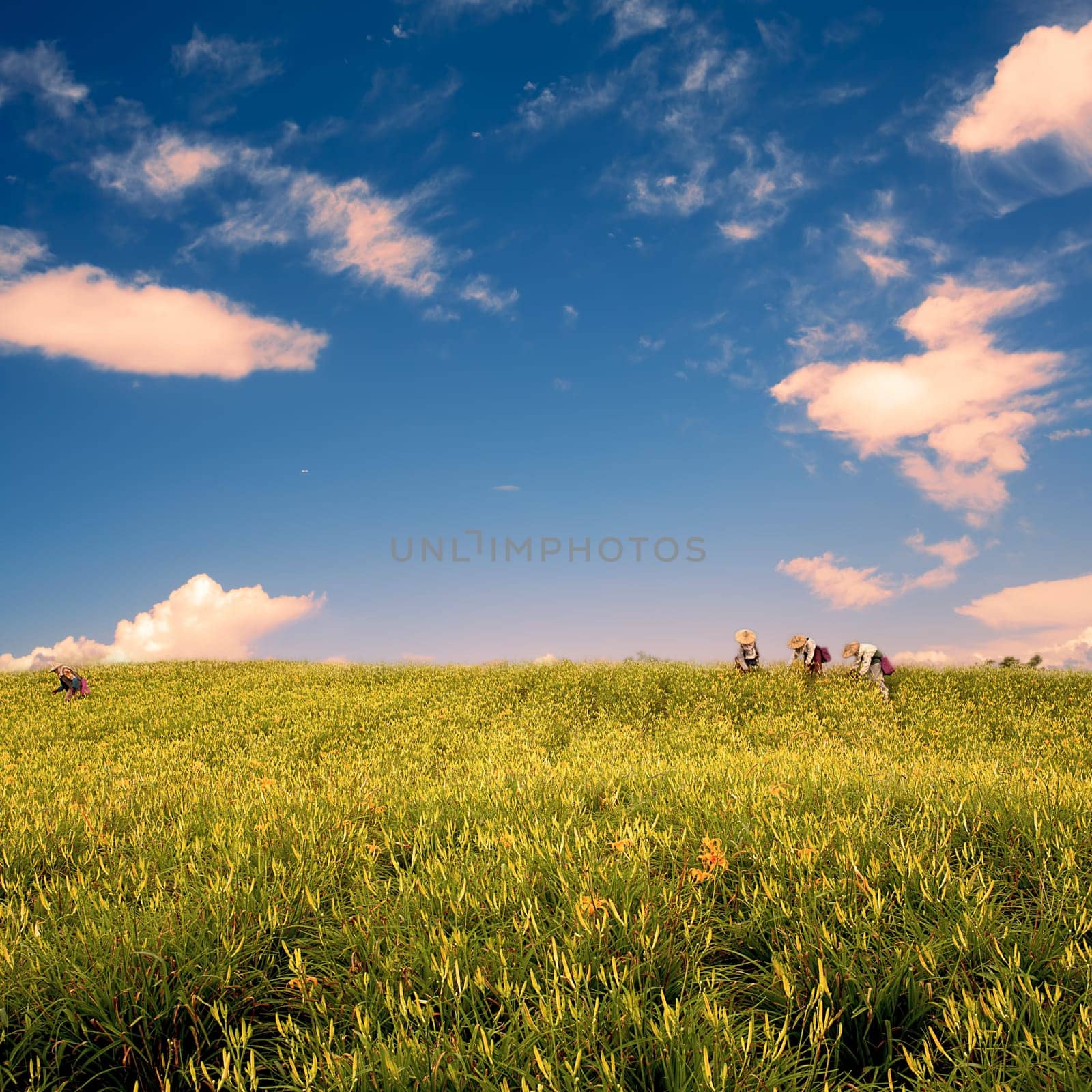 daylily field in the mountain with beautiful cloudscape background