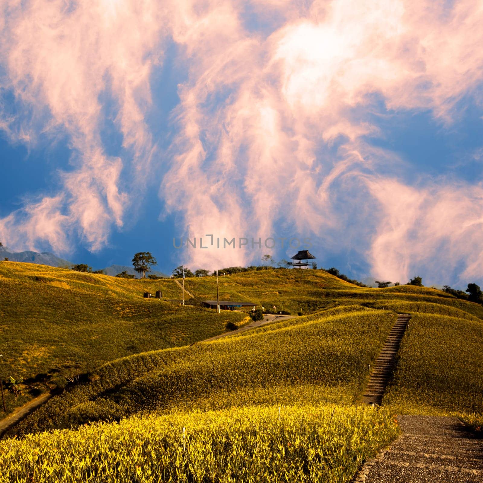 daylily field in the mountain with beautiful cloudscape background