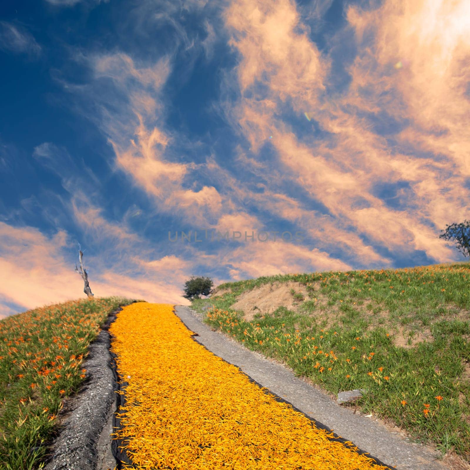 daylily field in the mountain with beautiful cloudscape background