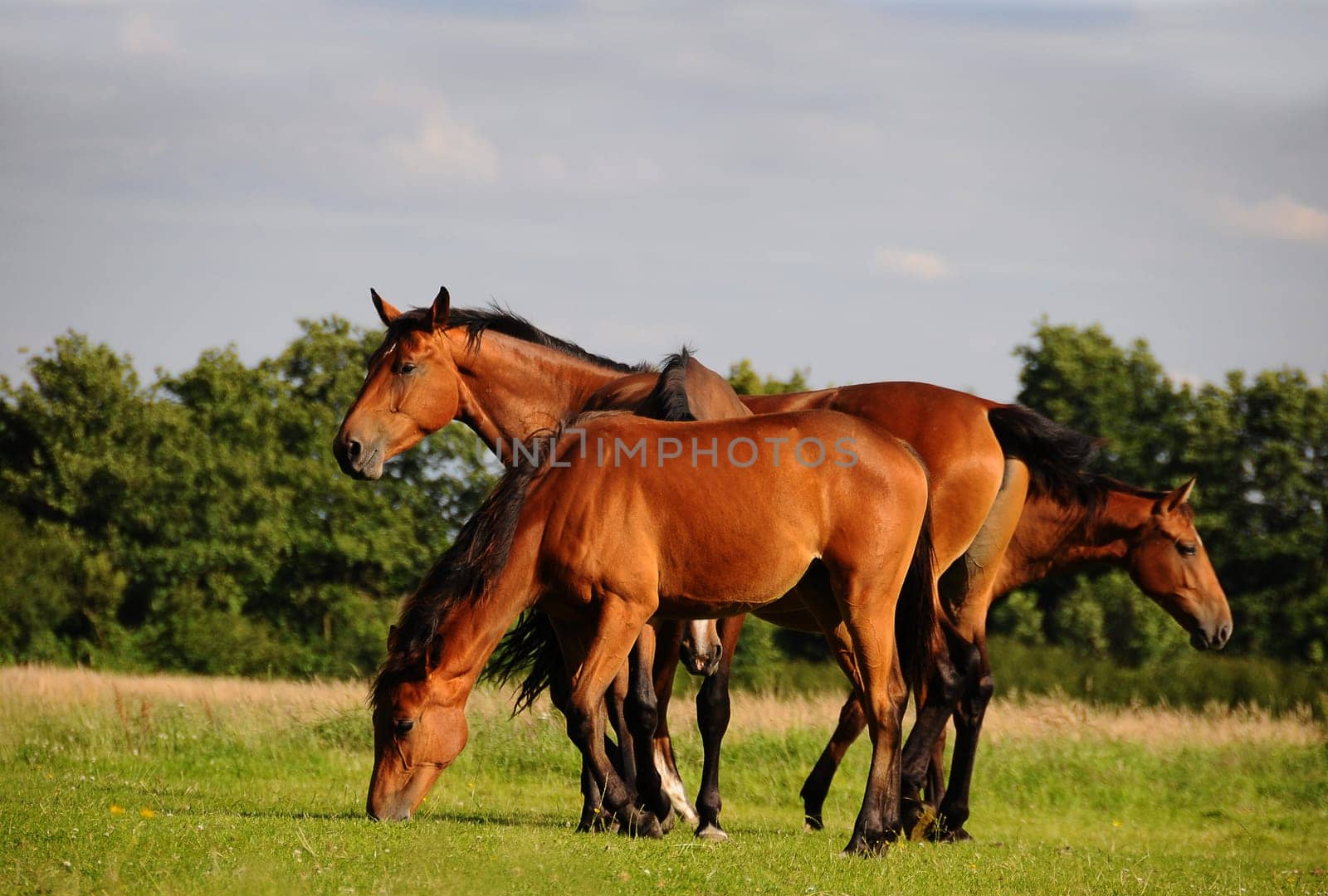 Horses