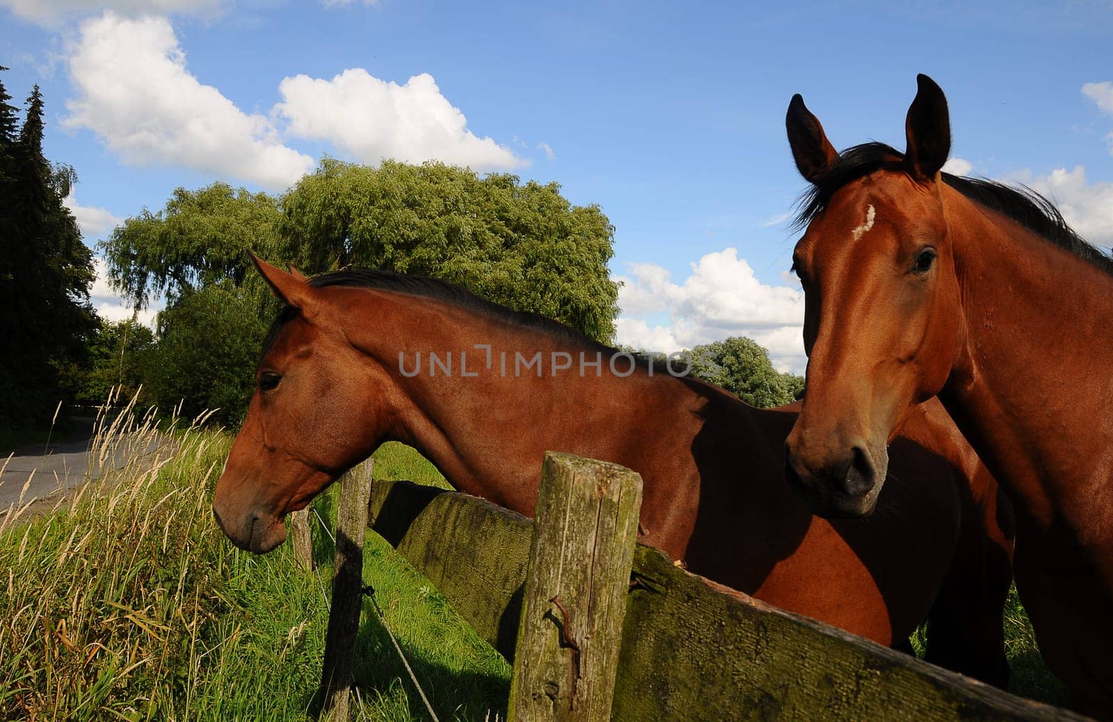 two horses