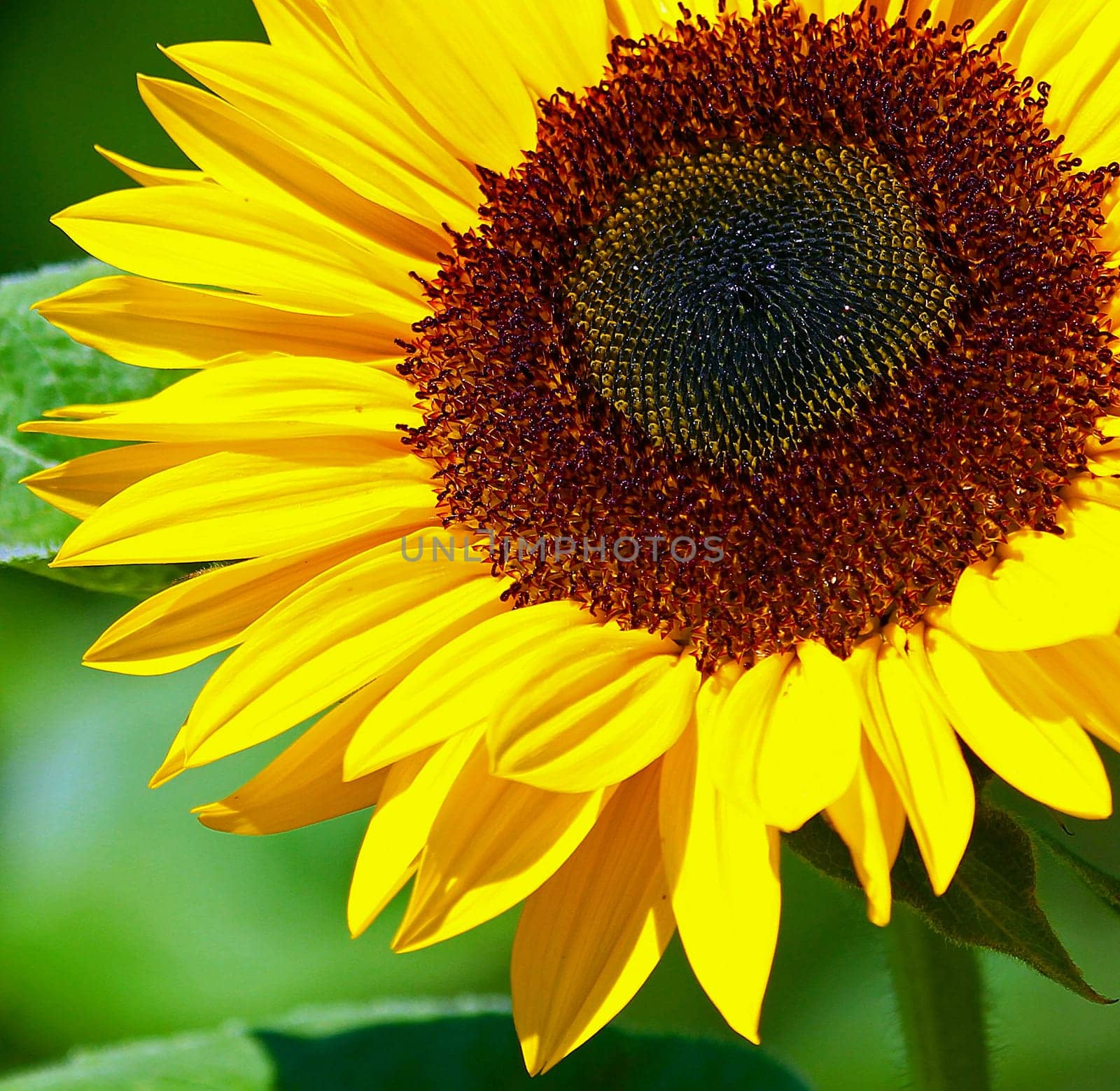 Flower detail