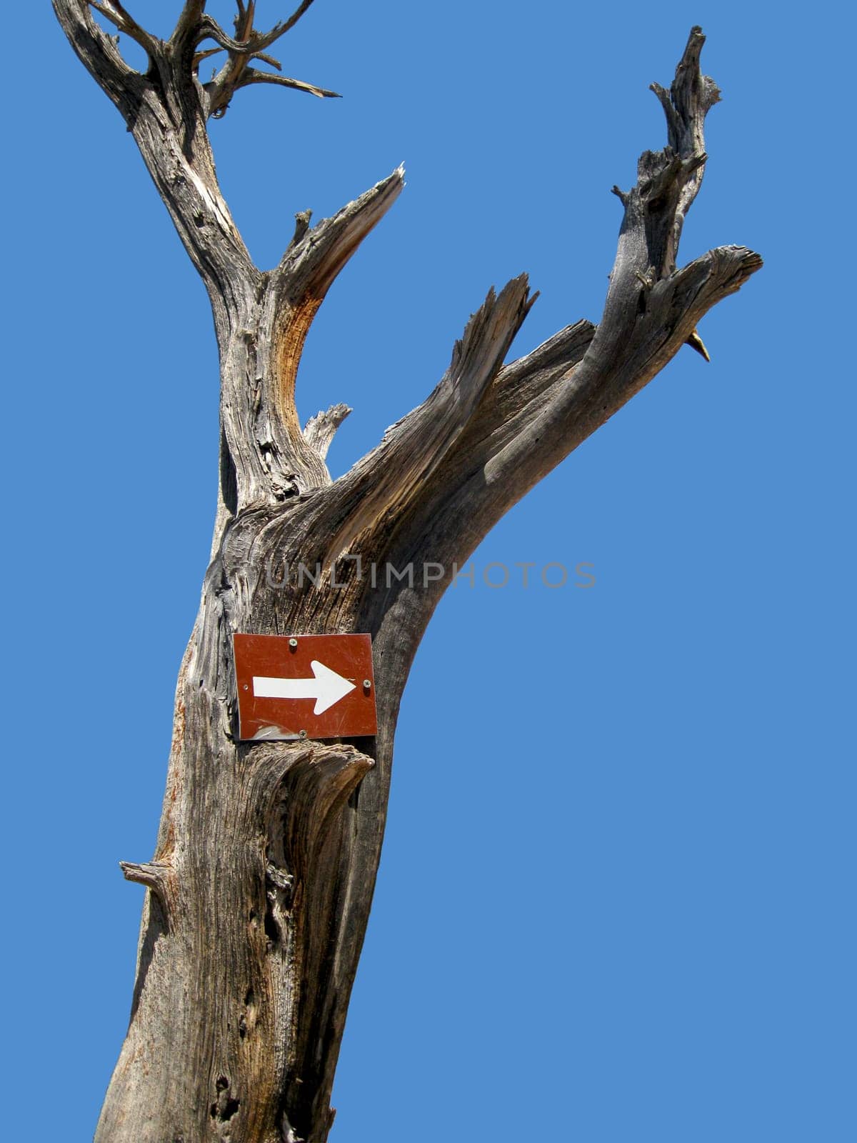 Sign on a dead tree