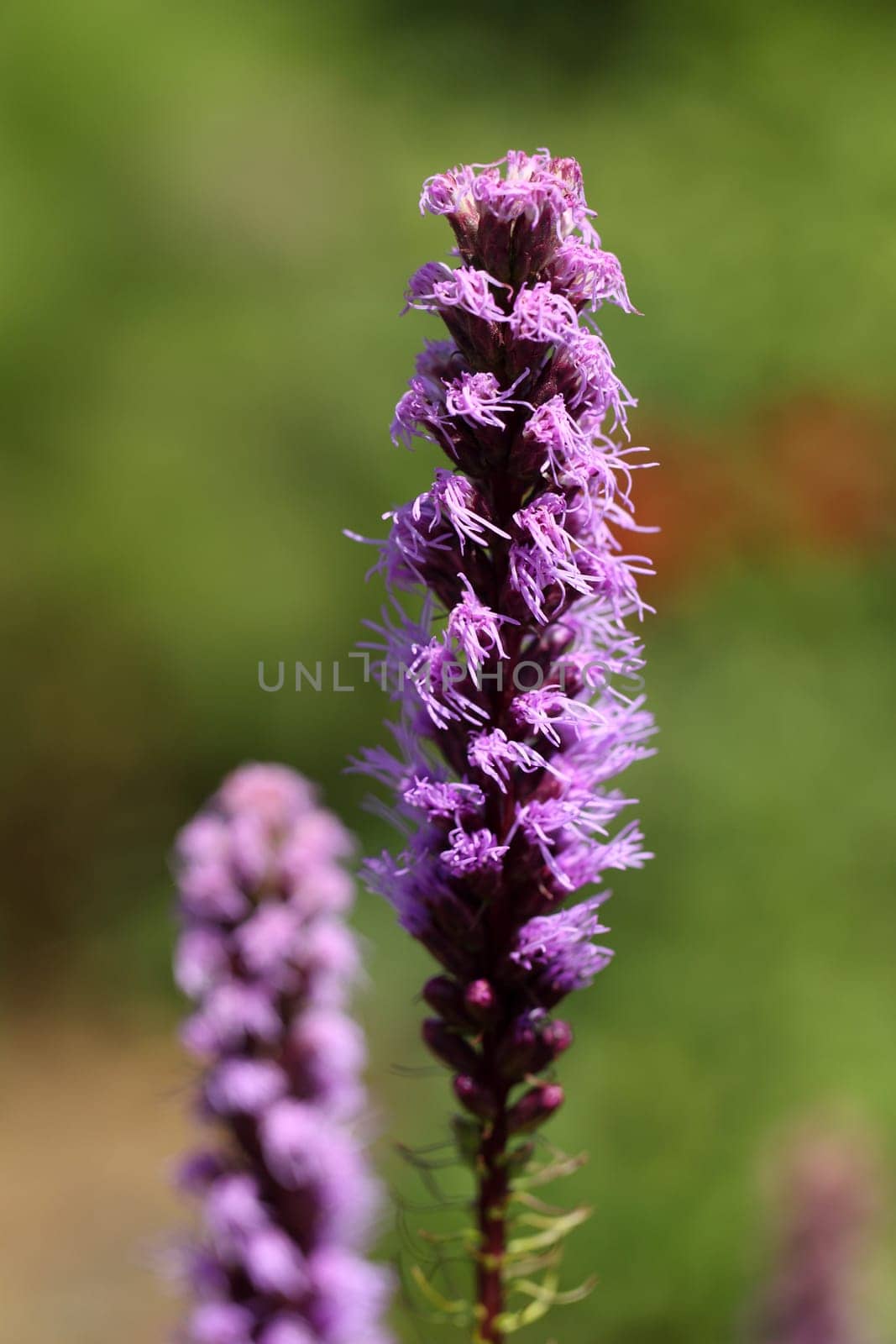 details of flower, the Liatris spicata