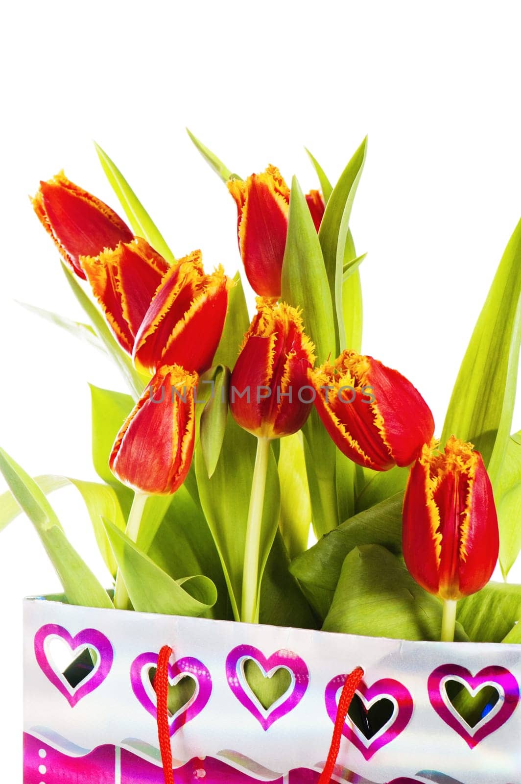 Red tulip with petals fringed by yellow. Isolated over white background.