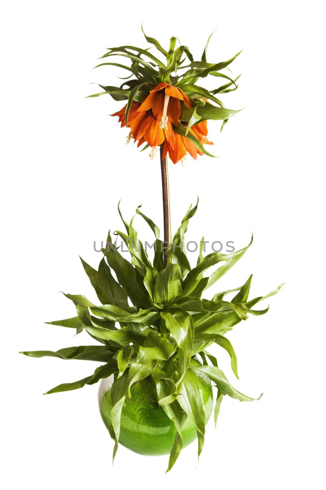 lily (Fritillaria imperialis) , it is isolated on white