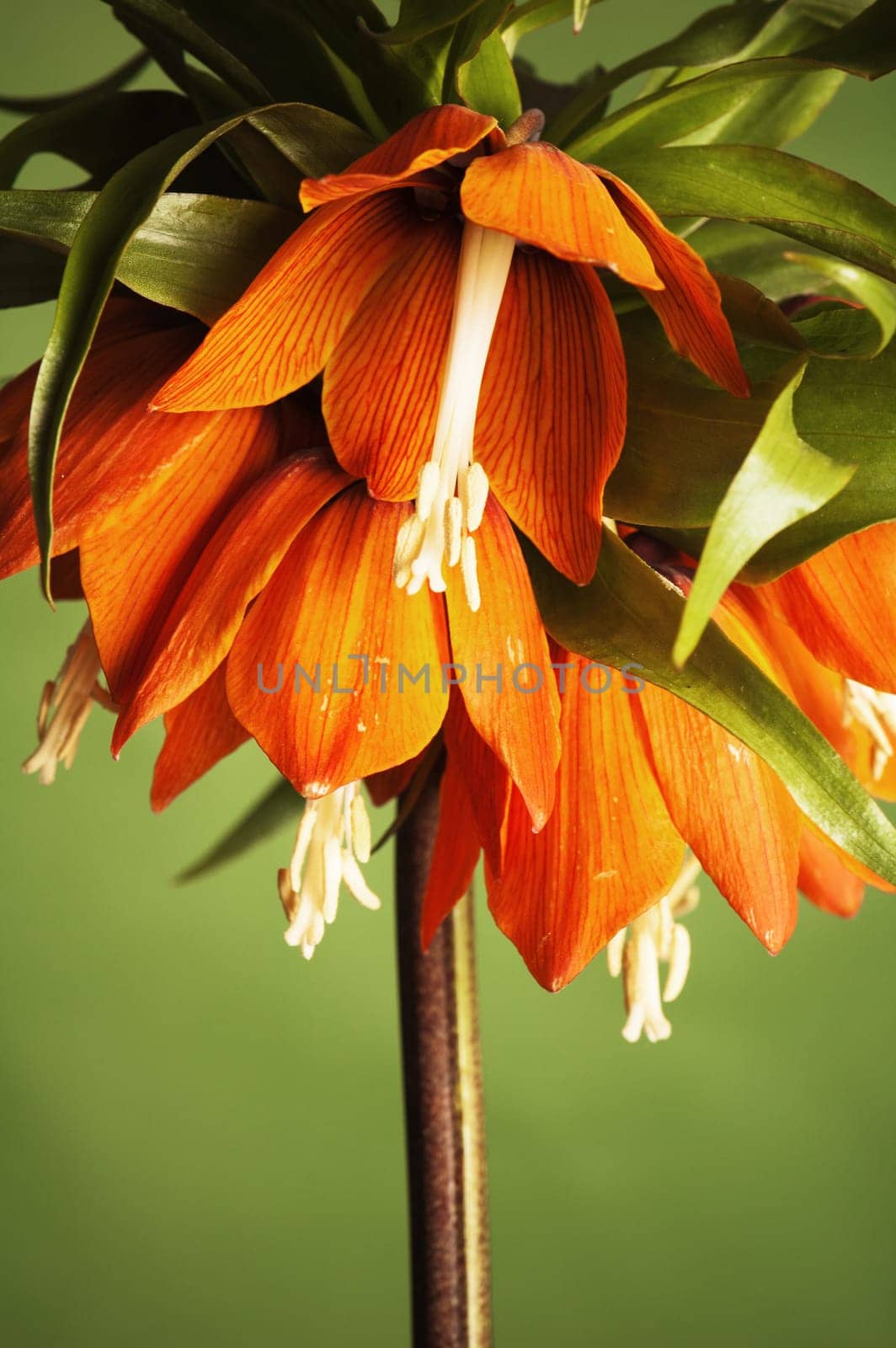 lily (Fritillaria imperialis) On a green background