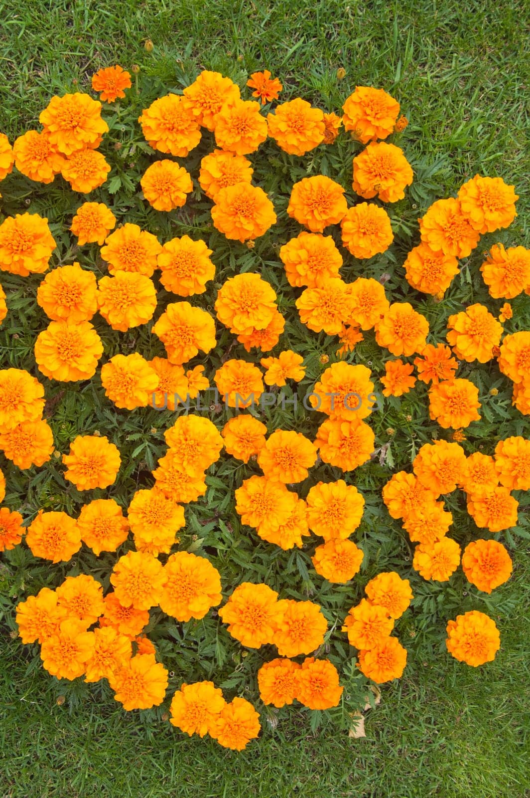 Beautiful orange chrysanthemums, the top view