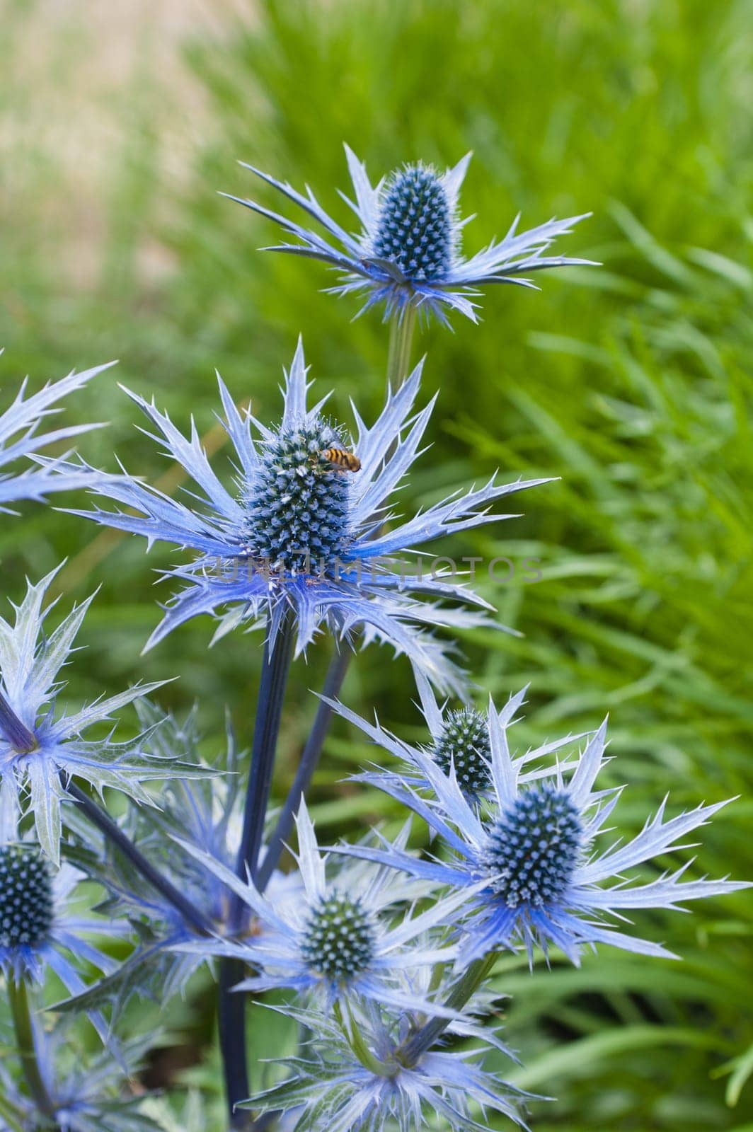 twig flowering thistles , blue sea holly