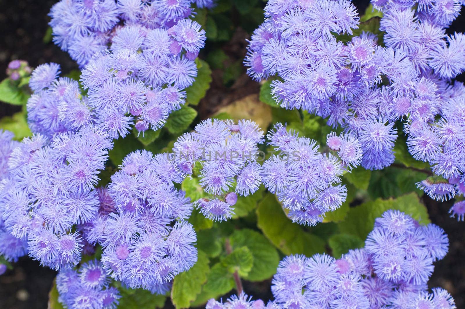 Background from beautiful dark blue flowers