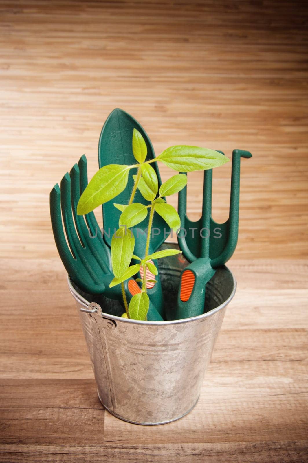 Fresh herbs with gardening tools